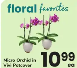 ACME Micro Orchid in Vivi Potcover offer