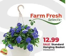 Runnings Farm Fresh Selects Standard Hanging Basket offer