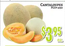 Trade Fair Supermarket CANTALOUPE offer