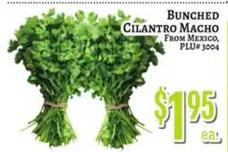 Trade Fair Supermarket Bunched Cilantro Macho From Mexico, PLU# 3004 offer