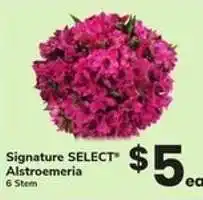 Safeway Signature Select Alstroemeria offer
