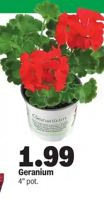 Meijer Geranium offer