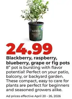 Hy-Vee Blackberry, raspberry, blueberry, grape or fig pots offer