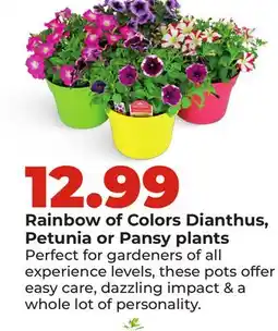 Hy-Vee Rainbow of Colors Dianthus, Petunia or Pansy plants offer