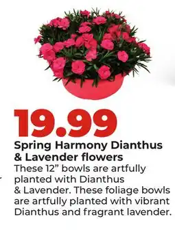 Hy-Vee Spring Harmony Dianthus & Lavender flowers offer