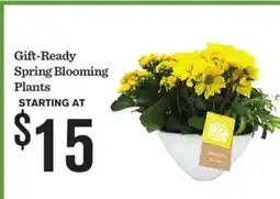 Mariano's Gift-Ready Spring Blooming Plants offer