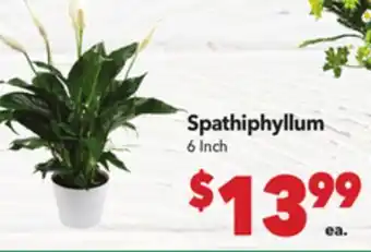 Vallarta Supermarkets Spathiphyllum offer