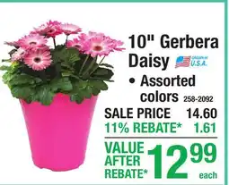 Menards 10 Gerbera Daisy offer