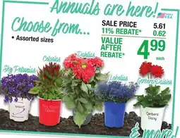 Menards Plants offer