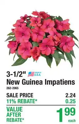 Menards 3-1/2 New Guinea Impatiens offer