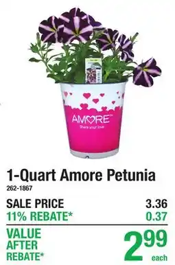 Menards 1-Quart Amore Petunia offer