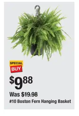 The Home Depot 10 Boston Fern Hanging Basket offer