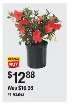 The Home Depot 1 Azalea offer