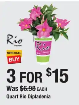 The Home Depot RIO Quart Rio Dipladenia offer