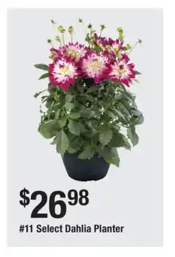 The Home Depot 11 Select Dahlia Planter offer