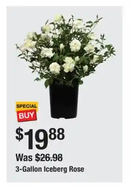 The Home Depot 3-Gallon Iceberg Rose offer