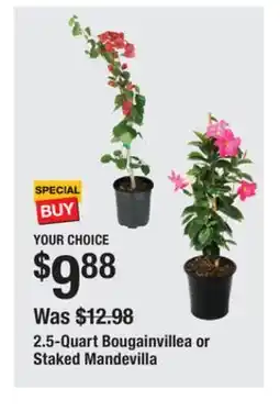 The Home Depot 2.5-Quart Bougainvillea or Staked Mandevilla offer