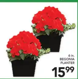 Pete's Fresh Market 6 IN. BEGONIA PLANTER offer