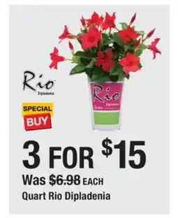 The Home Depot Quart Rio Dipladenia offer