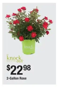 The Home Depot 2-Gallon Rose offer