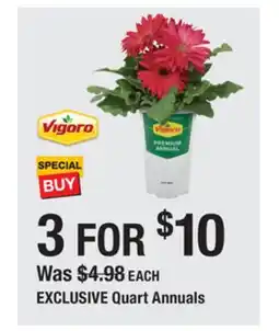 The Home Depot VIGORO Quart Annuals offer