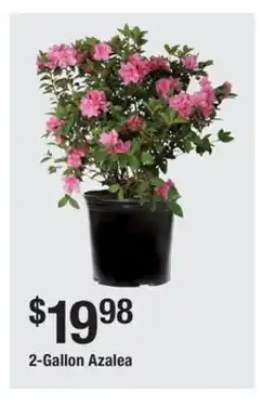 The Home Depot 2-Gallon Azalea offer