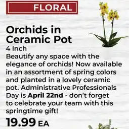 Sunset Foods Orchids in Ceramic Pot offer