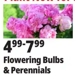 Ocean State Job Lot Flowering Bulbs & Perennials offer
