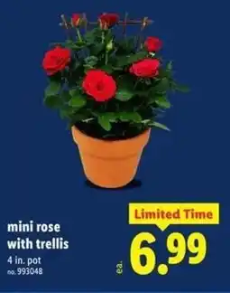 Lidl Mini rose with trellis offer