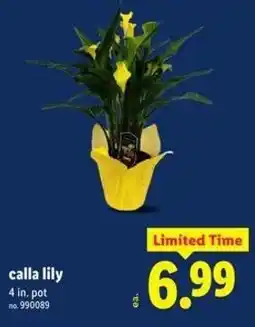 Lidl Calla lily offer