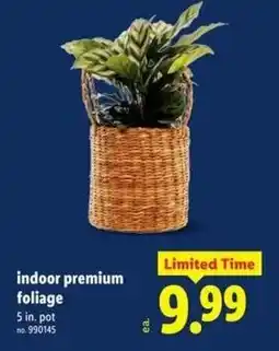 Lidl Indoor premium foliage offer