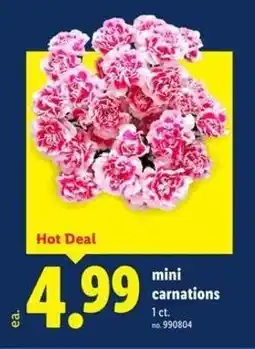 Lidl Mini carnations offer