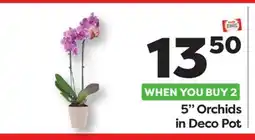 Weis Markets 5 Orchids in Deco Pot offer