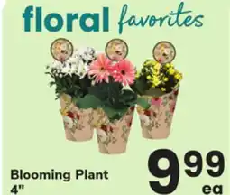 ACME Blooming Plant offer