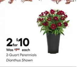 Lowe's 2-Quart Perennials offer