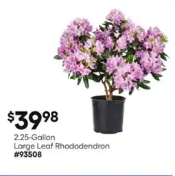Lowe's 2.25-Gallon Large Leaf Rhododendron offer