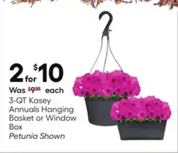Lowe's 3-QT Kasey Annuals Hanging Basket or Window Box offer