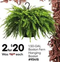 Lowe's 1.50-GAL Boston Fern Hanging Basket offer