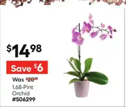 Lowe's 1.68-Pint Orchid offer