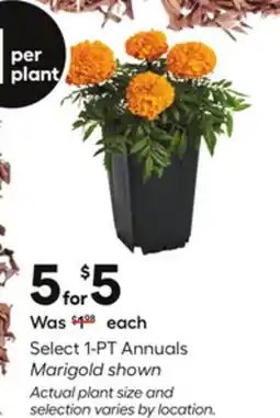 Lowe's Select 1-PT Annuals Marigold shown offer