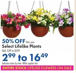 Boscov's Select Lifelike Plants offer