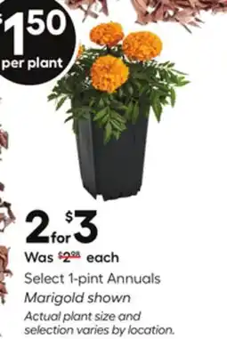 Lowe's Select 1-pint AnnualsMarigold shown offer