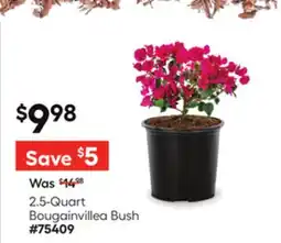 Lowe's 2.5-Quart Bougainvillea Bush offer