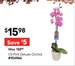 Lowe's 1.5-Pint Deluxe Orchid offer