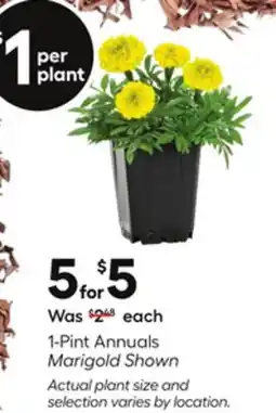 Lowe's 1-Pint Annuals Marigold Shown offer