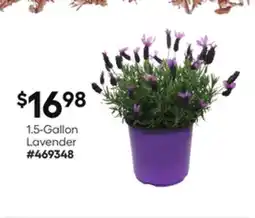 Lowe's 1.5-Gallon Lavender offer