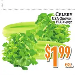 Trade Fair Supermarket CELERY offer