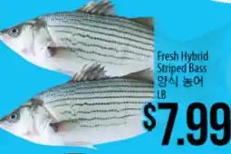 Hmart Fresh Hybrid Striped Bass offer