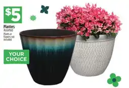 Dollar General Planters offer