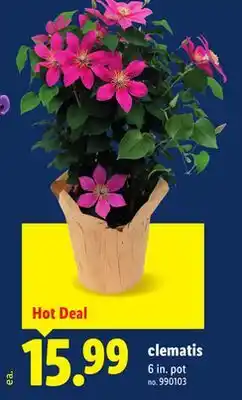 Lidl clematis offer
